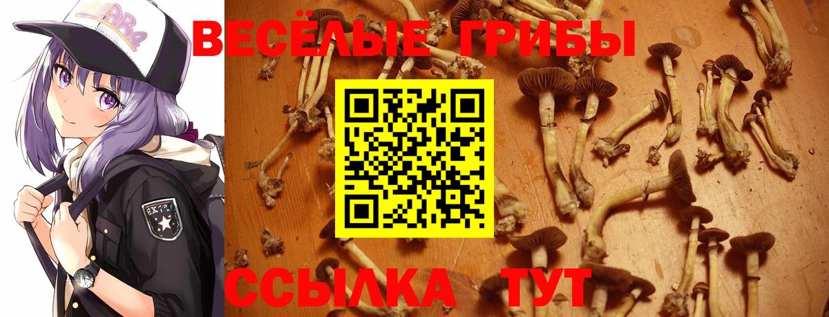 Псилоцибиновые грибы мицелий  Донецк  Псилоцибиновые грибы Psilocybine cubensis 